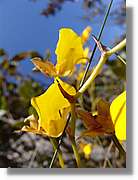 Inca_395.jpg(67,2 KB)