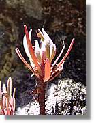 Inca_396.jpg(94,0 KB)