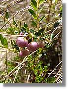 Inca_398.jpg(112 KB)