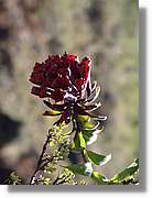 Inca_403.jpg(71,9 KB)