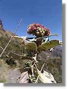 Inca_407.jpg(75,6 KB)