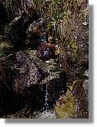 Inca_409.jpg(209 KB)