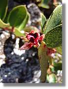 Inca_434.jpg(73,8 KB)