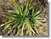 Inca_435.jpg(230 KB)