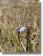 Inca_436.jpg(69,3 KB)