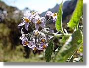 Inca_443.jpg(85,1 KB)