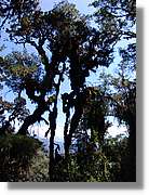 Inca_451.jpg(200 KB)