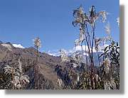 Inca_461.jpg(114 KB)
