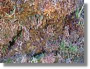 Inca_466.jpg(245 KB)