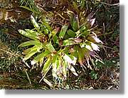 Inca_476.jpg(196 KB)