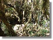 Inca_479.jpg(244 KB)