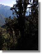 Inca_490.jpg(134 KB)