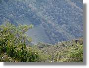 Inca_520.jpg(110 KB)