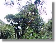 Inca_541.jpg(168 KB)