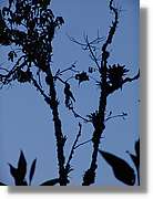 Inca_545.jpg(78,6 KB)