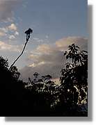 Inca_548.jpg(65,3 KB)