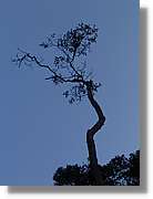 Inca_552.jpg(60,4 KB)