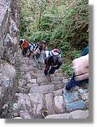Inca_591.jpg(156 KB)