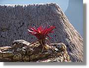 Inca_674.jpg(136 KB)