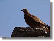 Inca_712.jpg(44,6 KB)