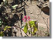 Inca_751.jpg(117 KB)