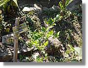 Inca_752.jpg(177 KB)