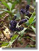 Inca_798.jpg(89,5 KB)