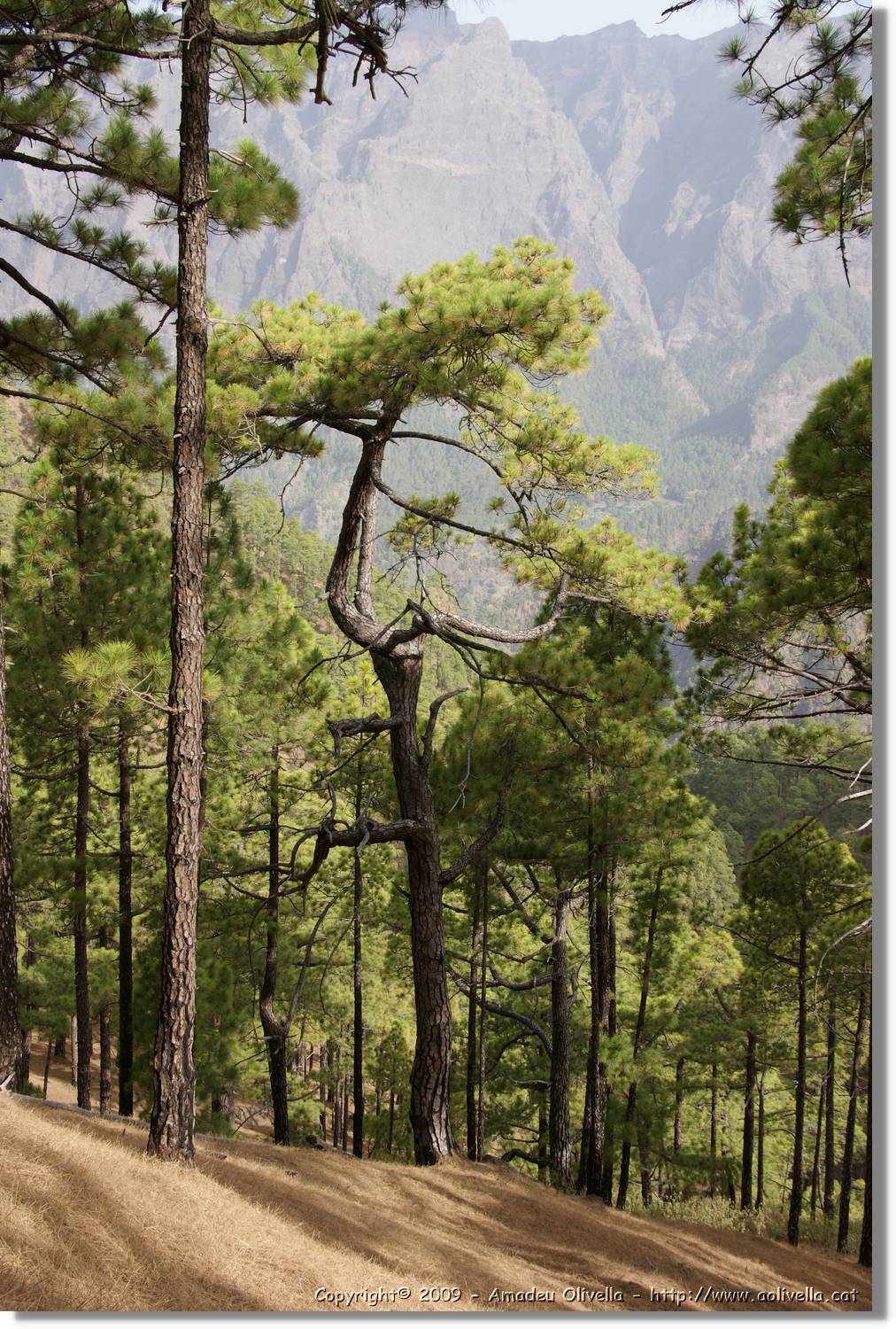 Taburiente_254.jpg