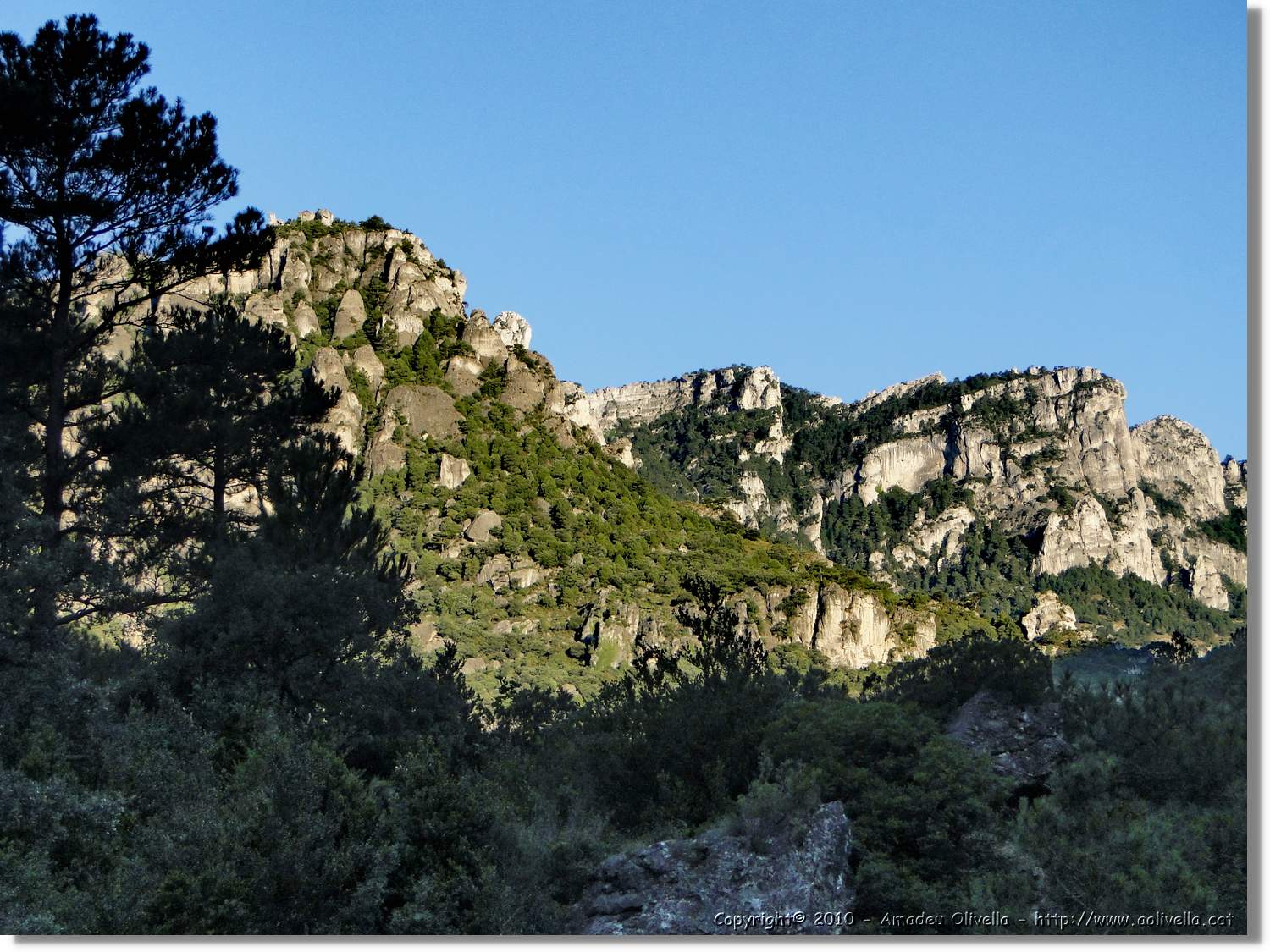 Joca_002.jpg
