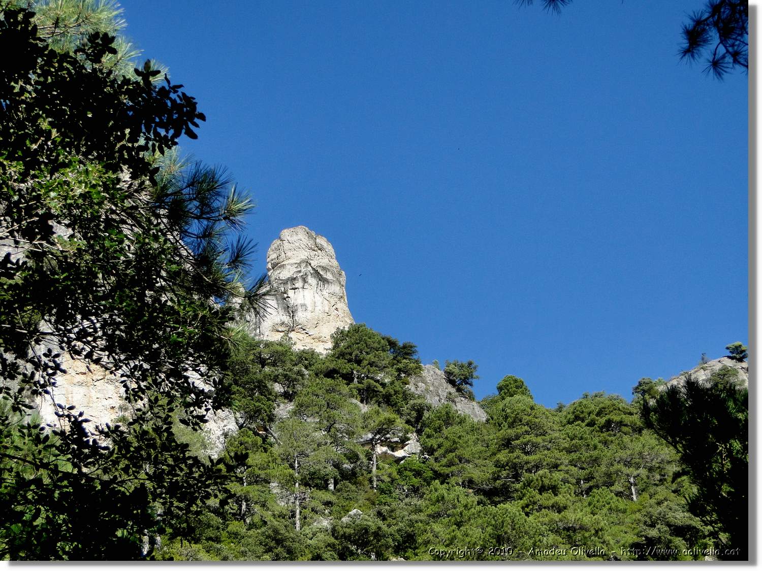 Joca_024.jpg