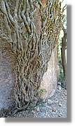 Llorenc_072.jpg