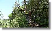 Llorenc_125.jpg