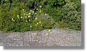 Llorenc_059.jpg