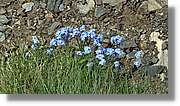Mauberme 097.jpg