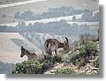 Montserrat_326.jpg