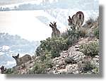 Montserrat_327.jpg