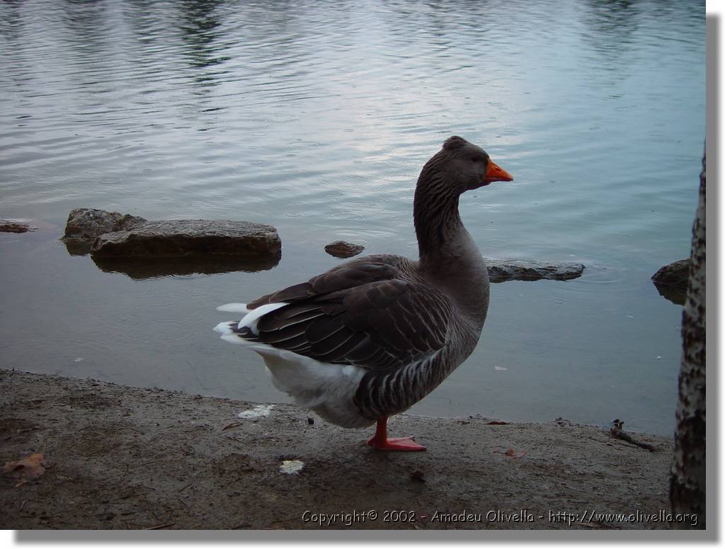 Cerdanya_83.jpg
