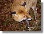 son_0177.jpg(184 KB)