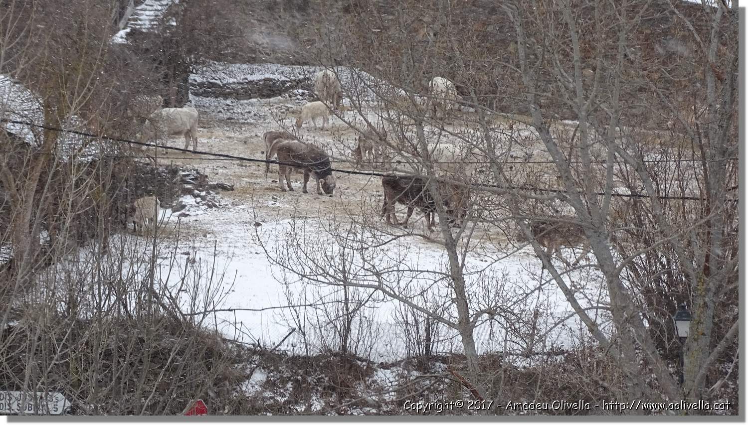Pallars_101.jpg