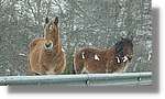 Pallars_102.jpg