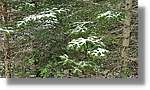 Conangles_043.jpg