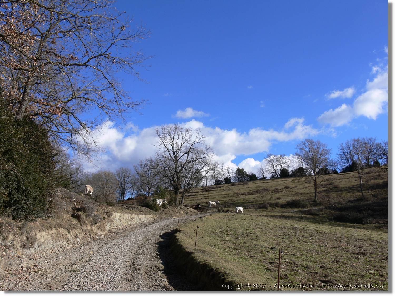 Bellmunt_79.jpg