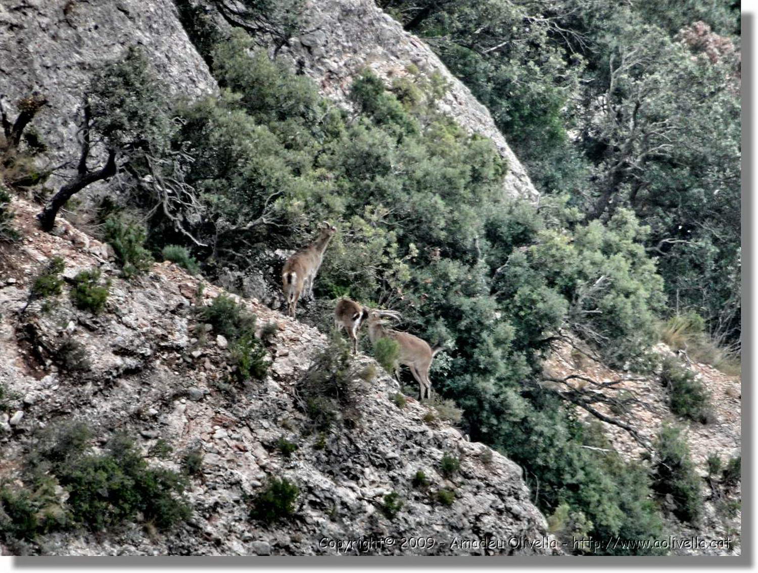 Montserrat_356.jpg