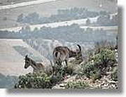 Montserrat_326.jpg