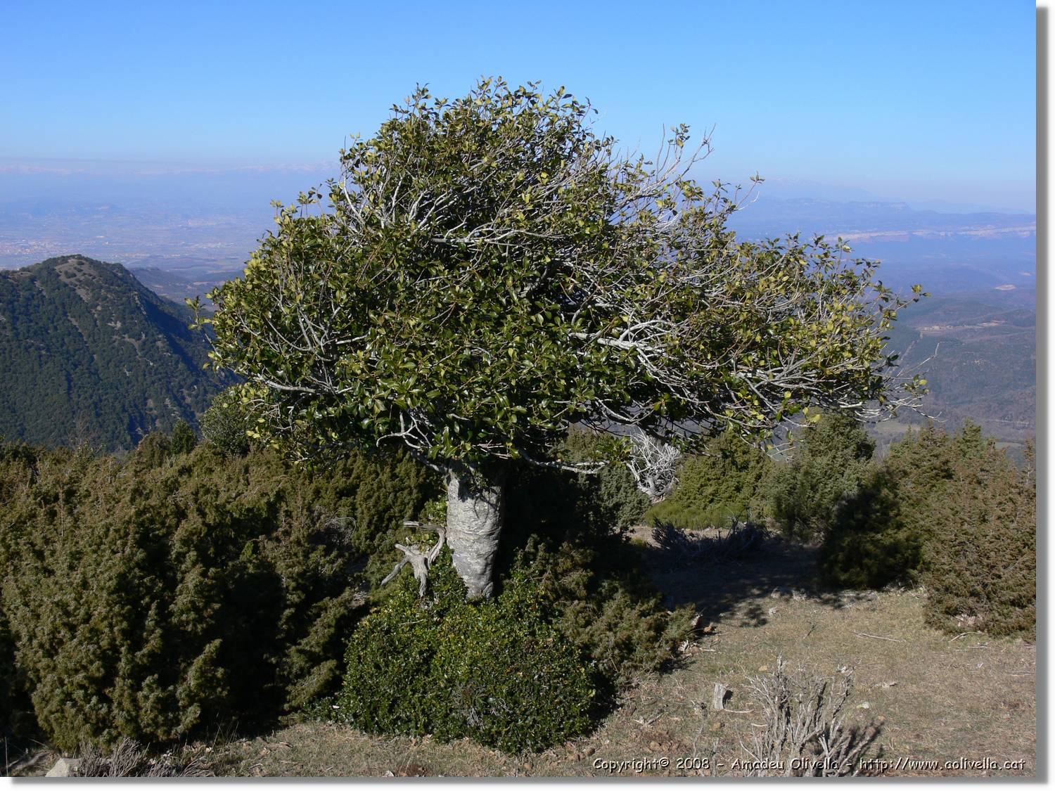 1Montseny_065.jpg