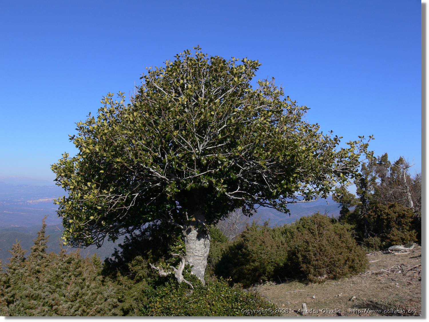 1Montseny_066.jpg