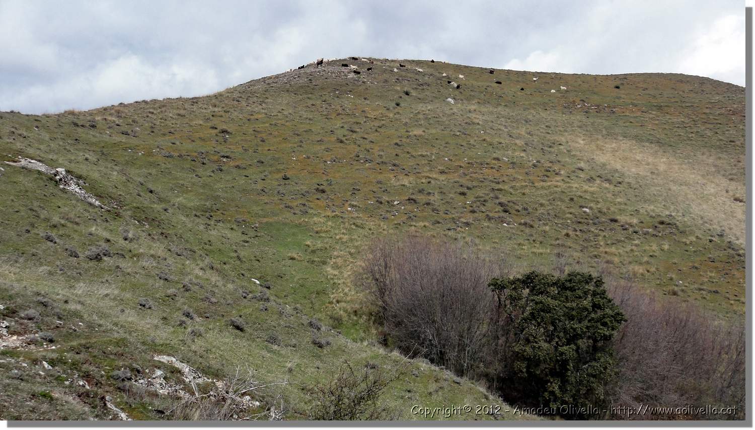 Viguera_33.jpg