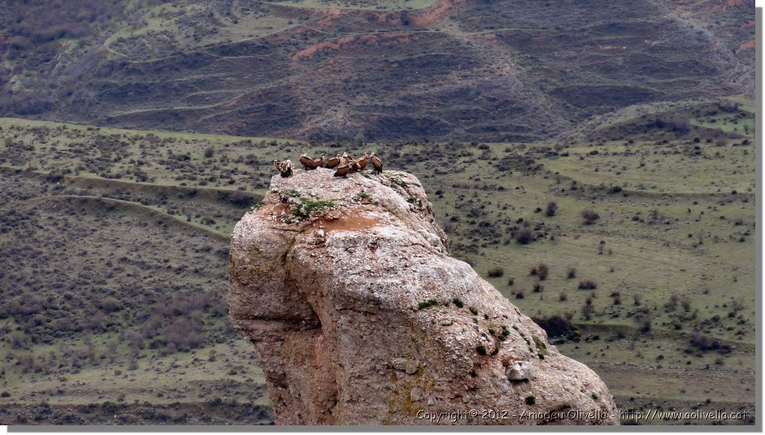 Viguera_41.jpg