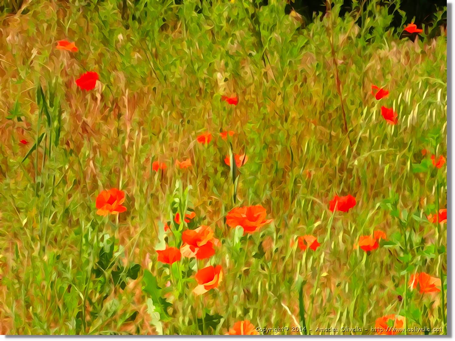 Flors_001.jpg