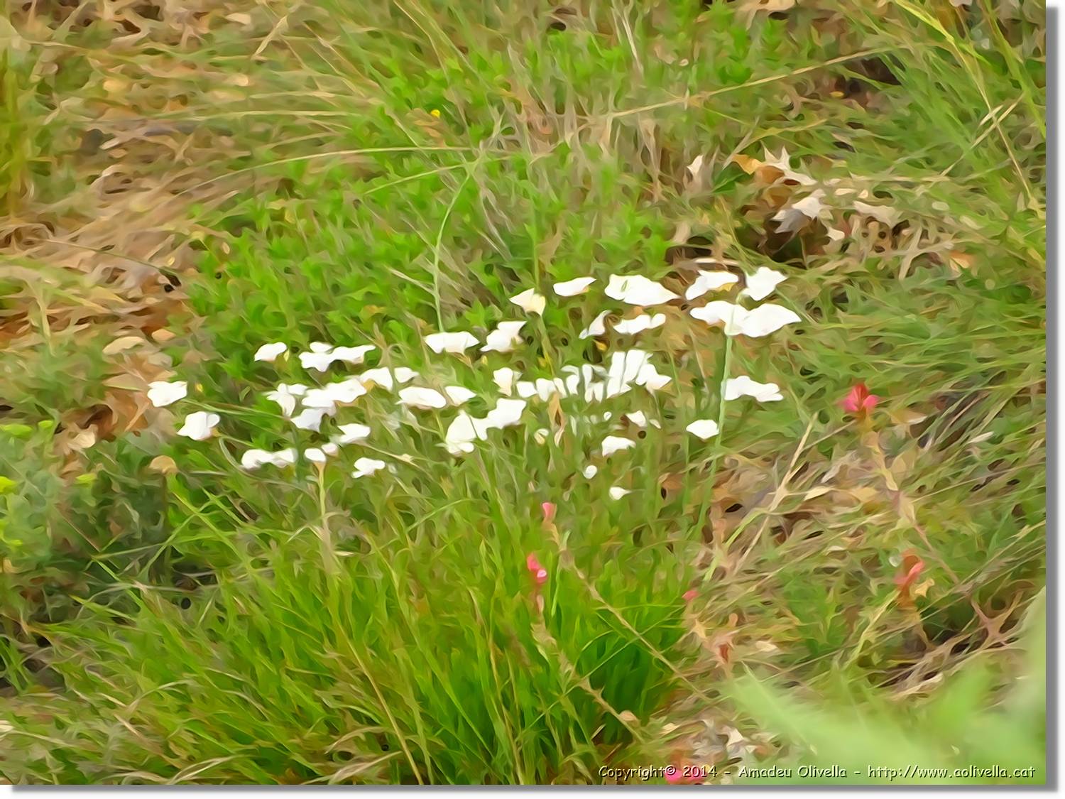 Flors_003.jpg